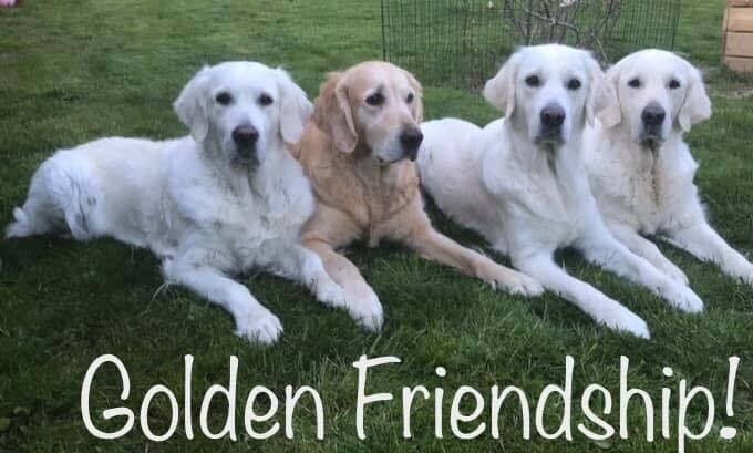 Golden Friendship!
