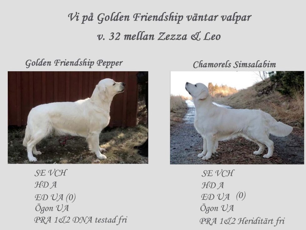 Golden Friendship väntar valpar v.32 2023. Zezza och Leo
