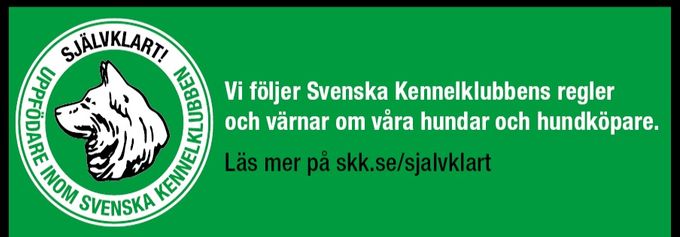 Svenska kenelkubben